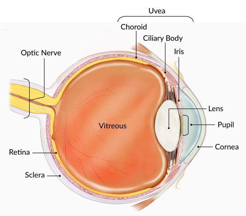 How the Eye Works: Let’s Take a”Visionary” Journey!